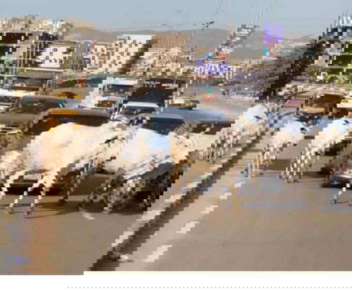 Finally, FG Ban Open Grazing to Curb Farmers-Herders Conflicts Across The Country